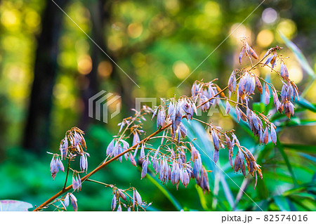 秋の多摩森林科学園 タケニグサの実 秋の多摩森林科学園 タケニグサの実 82574016