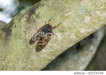 アブラゼミ アブラゼミ 82574239