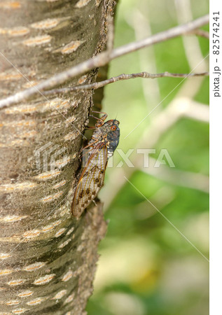 アブラゼミ アブラゼミ 82574241