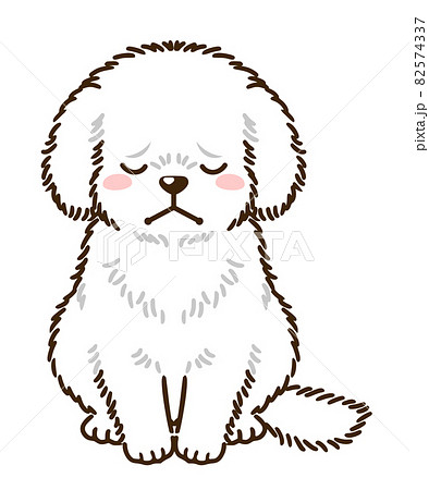 落ち込むトイプードル 白 のイラスト素材