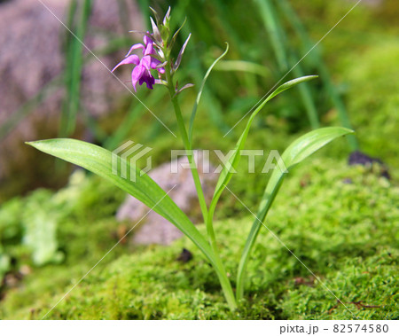 ハクサンチドリ 82574580