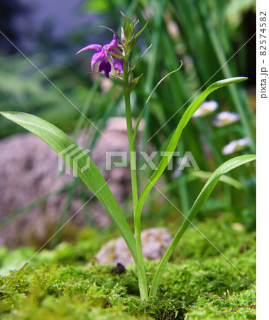 ハクサンチドリ 82574582