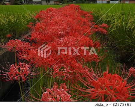 彼岸花 山之辺道 三輪山 彼岸花 山之辺道 三輪山 82575365