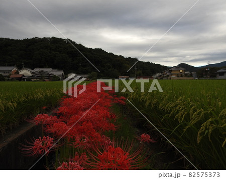 彼岸花 山之辺道 三輪山 彼岸花 山之辺道 三輪山 82575373