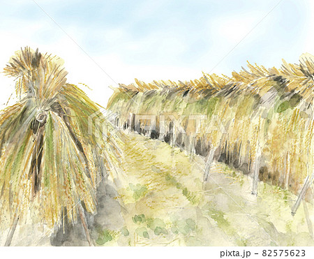 秋晴れの下の天日干し 稲はぜ【手描き水彩画】コピースペースあり 82575623