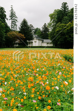 コスモス畑_明治の森_縦写真 コスモス畑_明治の森_縦写真 82576842