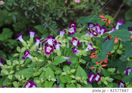 秋の花壇に咲くカラフルなトレニアの花 秋の花壇に咲くカラフルなトレニアの花 82577887