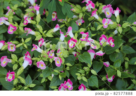 秋の花壇に咲くカラフルなトレニアの花 82577888