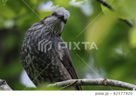 ヒヨドリ Brown-eared Bulbul ヒヨドリ Brown-eared Bulbul 82577920