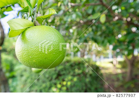 収穫前の未熟なミカンの写真 82577937