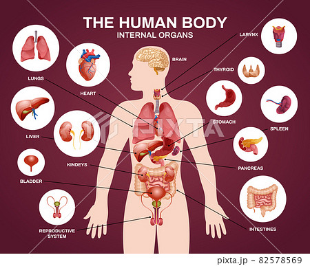 Internal Human Organs Silhouette Compositionのイラスト素材 [82578569] - PIXTA