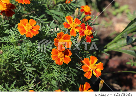 秋の花壇に咲くオレンジ色のマリーゴールドの花 82578635