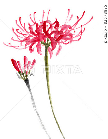 水墨画技法で描かれたヒガンバナの花とつぼみのイラスト素材 5785