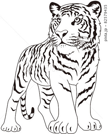 虎 正面 モノクロ 虎 正面 モノクロ 82579435