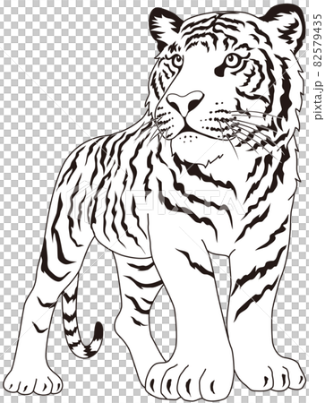 Tiger Png Clipart Png - Drawings Of Royal Bengal Tiger, Transparent Png ,  Transparent Png Image - PNGitem