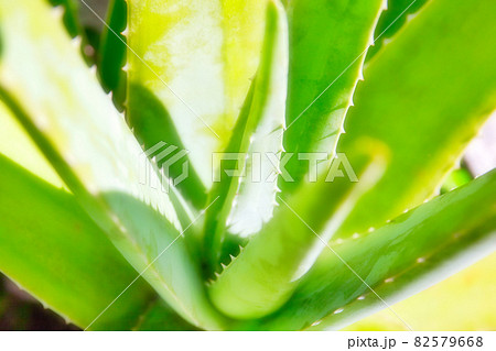 アロエベラ アロエベラ 82579668