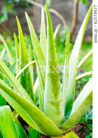 アロエベラ アロエベラ 82579677