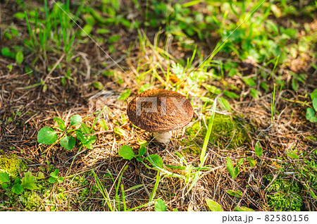 森のきのこ　シロヌメリイグチ 82580156