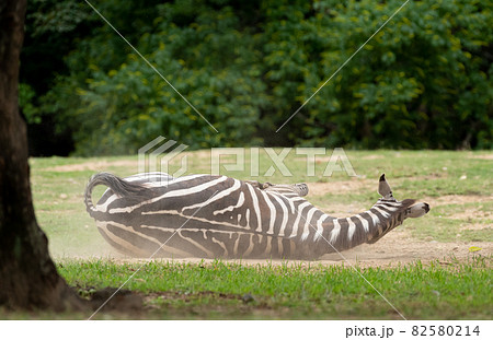 転がるシマウマ 転がるシマウマ 82580214