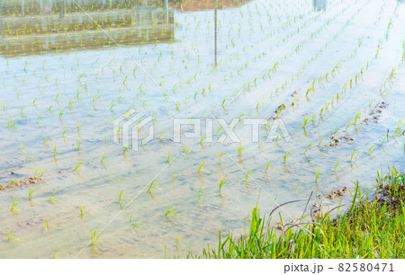 田植えをした田んぼの写真。農業のイメージ。 田植えをした田んぼの写真。農業のイメージ。 82580471