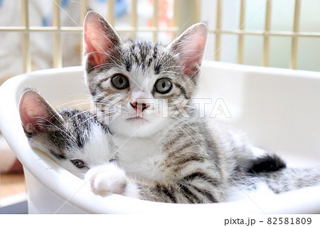 子猫なりの壁ドン 82581809