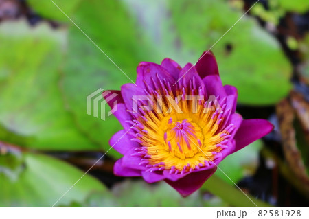 蓮 花 修練 82581928