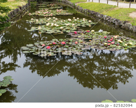 初夏の栗林公園（6月上旬・スイレン） 82582094
