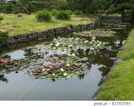 初夏の栗林公園(6月上旬・スイレン) 初夏の栗林公園(6月上旬・スイレン) 82582095