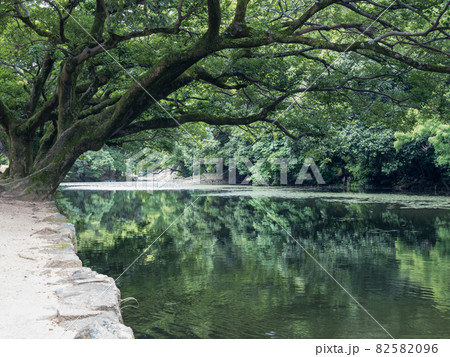 初夏の栗林公園(6月上旬) 初夏の栗林公園(6月上旬) 82582096
