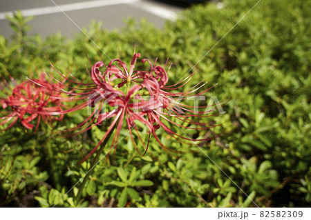 彼岸花・曼珠沙華・アップ・秋 彼岸花・曼珠沙華・アップ・秋 82582309