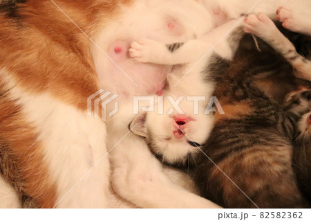 夢の中でもおっぱい吸ってる子猫 82582362