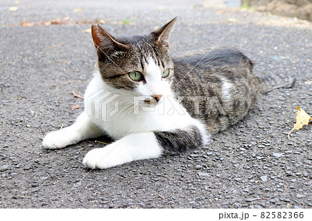 地域猫として暮らす猫 82582366