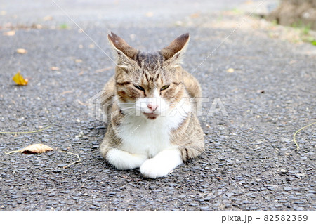 極悪顔の猫 82582369