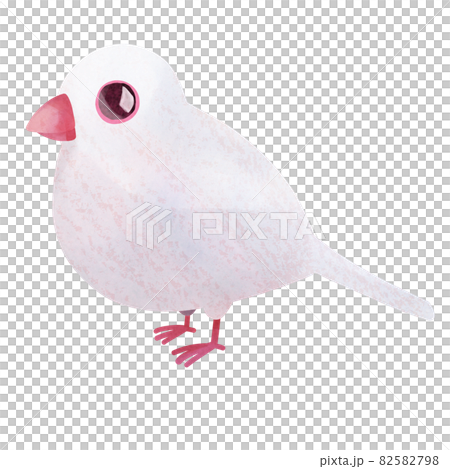 かわいい白文鳥 82582798