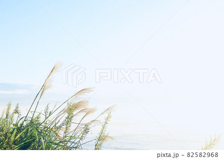 朝日を浴びるススキ 82582968