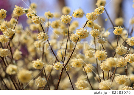【神奈川県】春の城山かたくりの里　ミツマタ 82583076