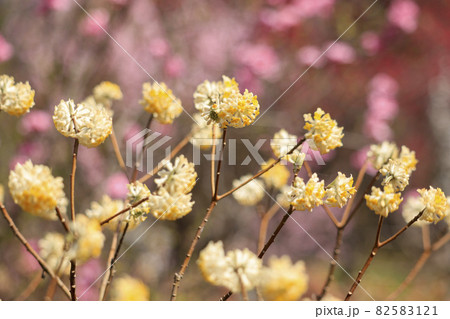 【神奈川県】春の城山かたくりの里　ミツマタ 82583121