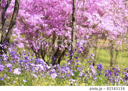 【神奈川県】春の城山かたくりの里 オオアラセイトウとハナモモ 【神奈川県】春の城山かたくりの里 オオアラセイトウとハナモモ 82583138