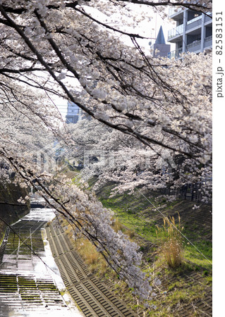 【東京都】乞田川桜並木・多摩市 【東京都】乞田川桜並木・多摩市 82583151