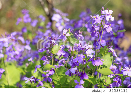 【神奈川県】春の城山かたくりの里　オオアラセイトウ 82583152