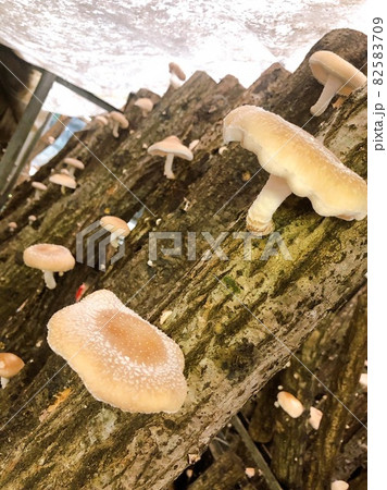 きのこ収穫のきのこ狩りのキノコ 82583709