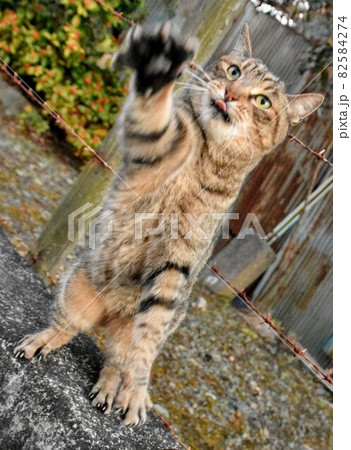 ネコパンチ ネコパンチ 82584274