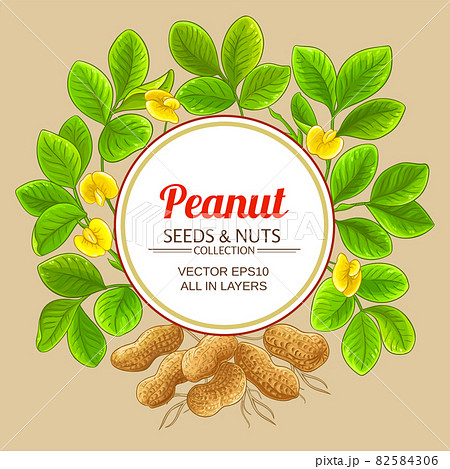 peanut circle vector frame on color background 82584306