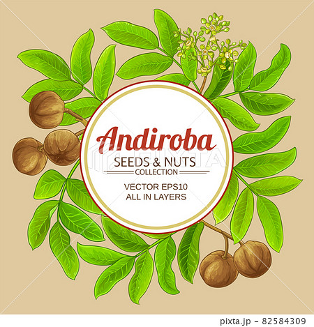 andiroba vector frame on color background andiroba vector frame on color background 82584309