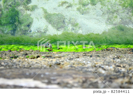 堤防の小さいカニ 堤防の小さいカニ 82584411