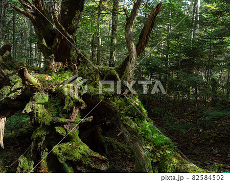 長野県白駒池の苔の森 秋 長野県白駒池の苔の森 秋 82584502