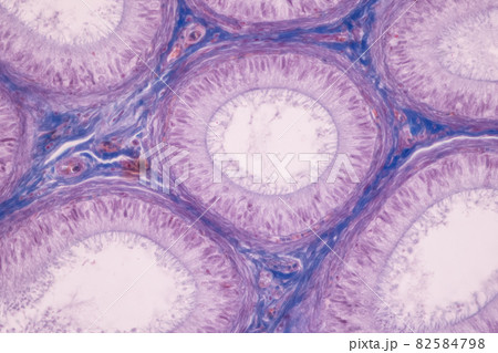 Anatomy and Histological Ovary and Testis human cells under microscope. 82584798