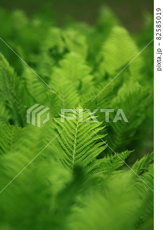 緑萌える 82585019