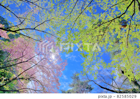 青空に生える桜と新緑 青空に生える桜と新緑 82585029