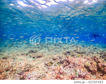浅瀬に小魚 水中写真 宮古島 浅瀬に小魚 水中写真 宮古島 82585465